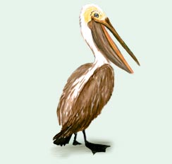 Patti Pelican